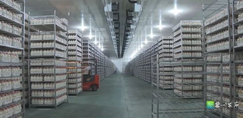 我縣 大力發展食用菌產業